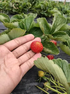 Fresh Strawberry 3