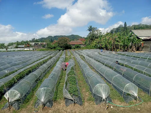 Wisata Petik Strawberry Bedugul 1