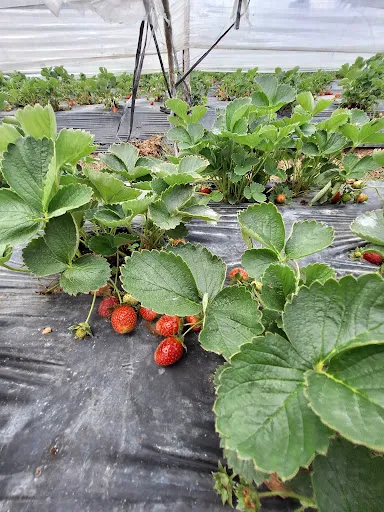 Wisata Petik Strawberry Bedugul 2