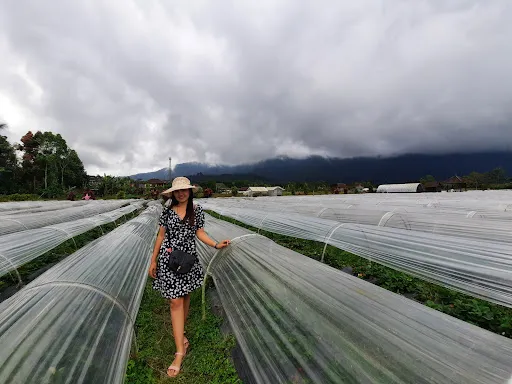 Wisata Petik Strawberry Bedugul 3