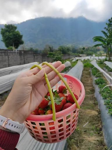 Wisata Petik Strawberry Bedugul 4