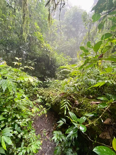 Mount Catur Trail Start 1