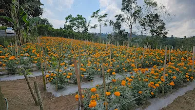 Marigold (Gumitir Garden) 1