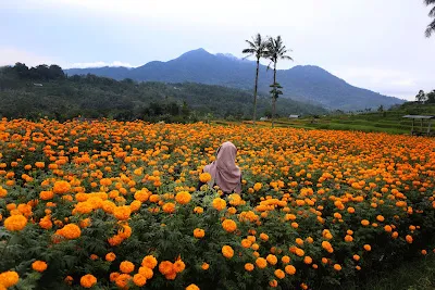 Marigold (Gumitir Garden) 2