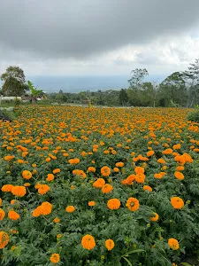 Marigold (Gumitir Garden) 3