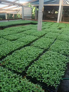 Marigold (Gumitir Garden) 4