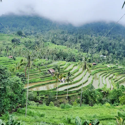 Warung Fiji. Terrace Rice View 4