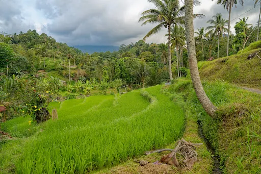 Uma d'Nyuh Homestay 2