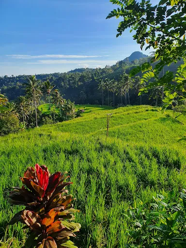 Uma d'Nyuh Homestay 3