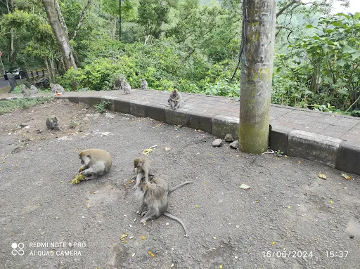 Wisata Monyet 3