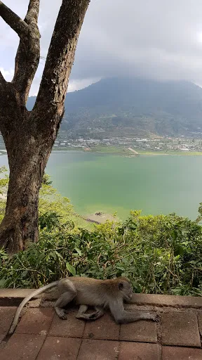 Wisata Monyet 4