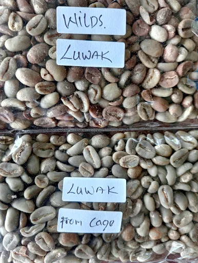 Wanagiri Coffee Plantation Bali and luwak coffee 2