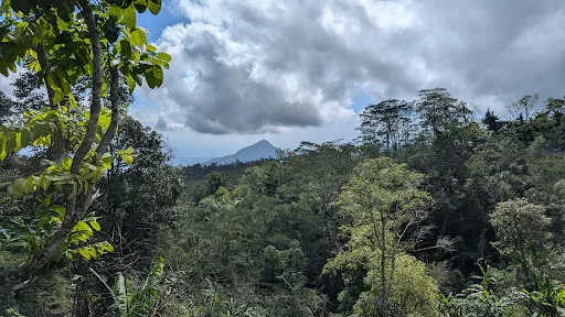 Wanagiri Coffee Plantation Bali and luwak coffee 4