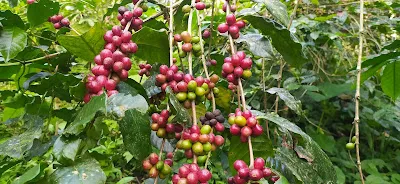 Green Kopi Restaurant 3