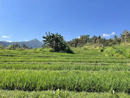 Bali Jungle Trekking Sambangan Waterfall Point 2