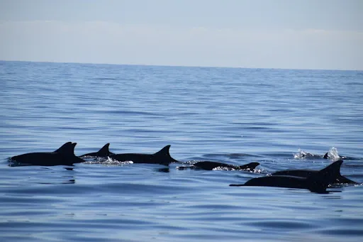 Dolphin Lovina Good Luck 3