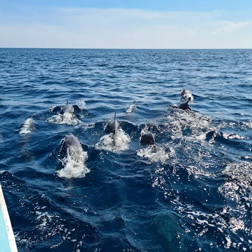 Dolphin Watching and Snorkeling Herman Lovina Tour 4