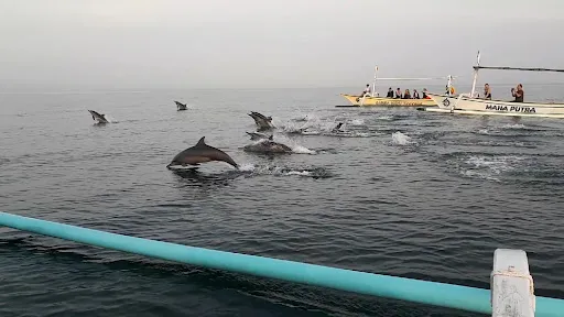 Tiket Dolphin & Snorkling Lovina ( Rian Captain Boat ) 1