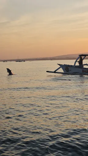 Everyday With Dolphin Tour (Mang Dode) 4