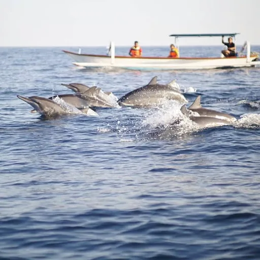 Dolphin Sunrise Lovina 1