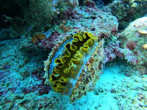 Arrows Dive Centre 3