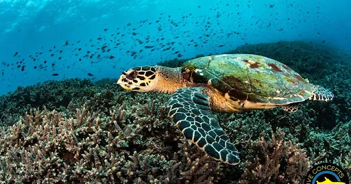 Sunrise Dive - Lovina Dive Centre 4