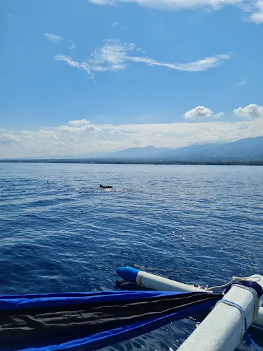 Dolphin Dreams Bali 1