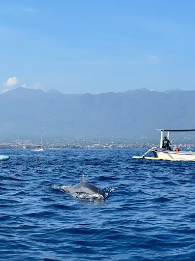 Dolphin Dreams Bali 2