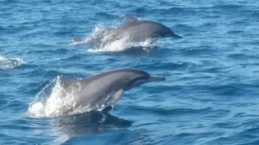 tana captain dolphin tour 1
