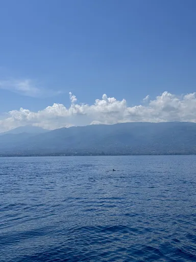 Dolphin Lovina Tour 3