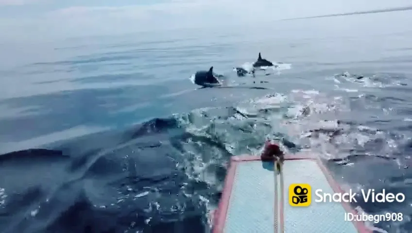 Lovina Dolphin Swimm captain gede masda 1
