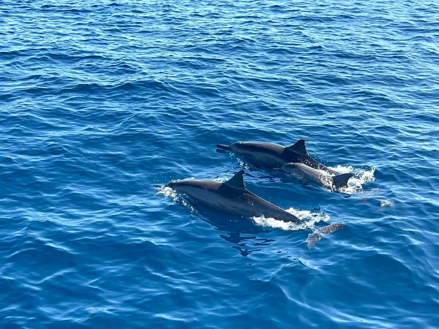 Lovina Dolphin Swimm captain gede masda 4