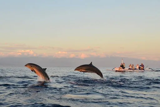 Bali Dolphin Adventure