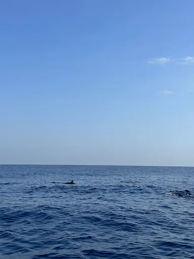 Funtastic Dolphin Lovina 3