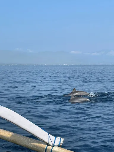 Dolphin Taksu Lovina Snorkeling 4