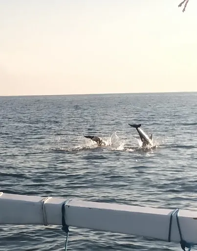Lovina Marine Activities 1