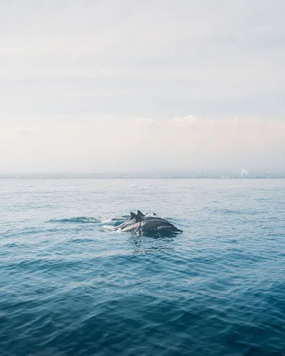 SEAMIND DOLPHIN TOUR 1