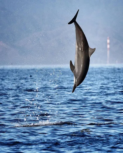 SEAMIND DOLPHIN TOUR 3