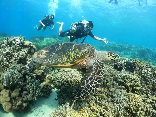 New Tirta Dive and Snorkeling Lovina 2