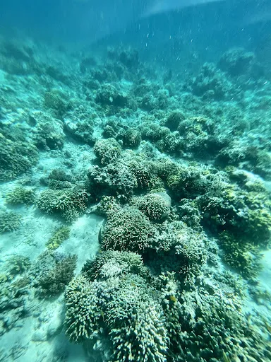 New Tirta Dive and Snorkeling Lovina 4