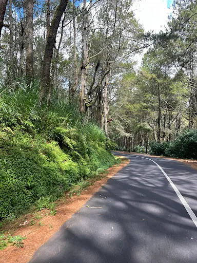 Hutan Pinus Glagalinggah Lestari 1