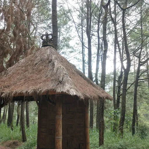 Hutan Pinus Glagalinggah Lestari 2