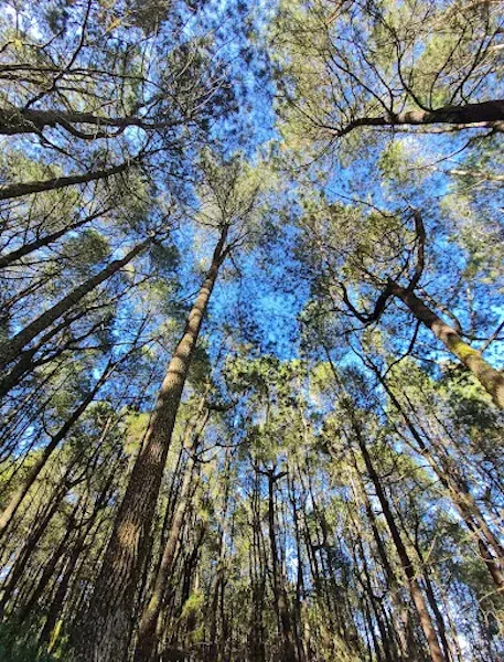 Hutan Pinus Glagalinggah Lestari 3