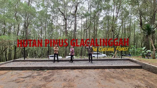 Hutan Pinus Glagalinggah Lestari 4