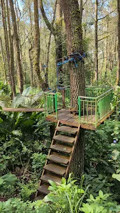 Jembatan Kuning di Hutan Pinus 1
