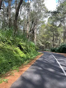 Jembatan Kuning di Hutan Pinus 2