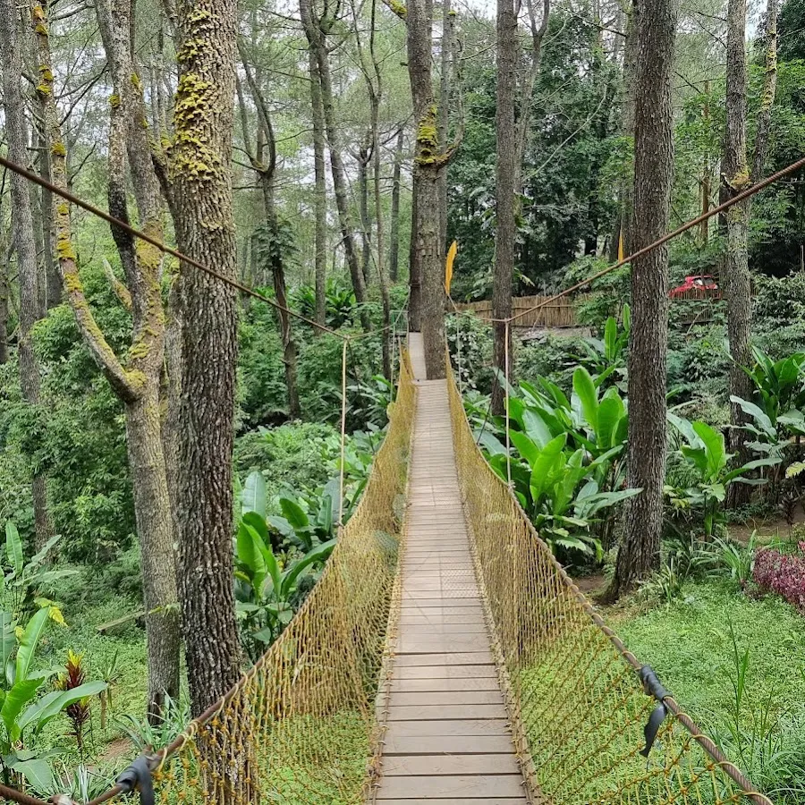 Jembatan Kuning di Hutan Pinus 3