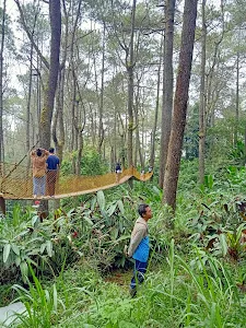 Jembatan Kuning di Hutan Pinus 4