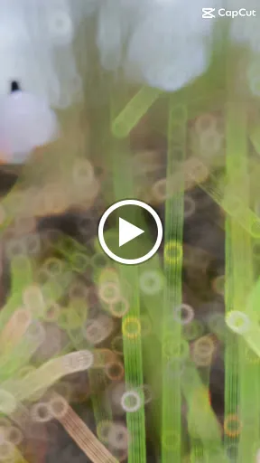 BaturJeep Bali Exploration 1