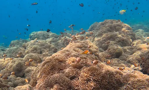 OHAYO DIVE TULAMBEN 3